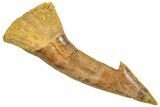 Fossil Sawfish (Onchopristis) Rostral Barb - Morocco #250867-1